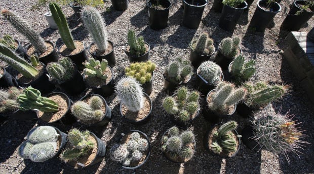 Desert Survivors Nursery